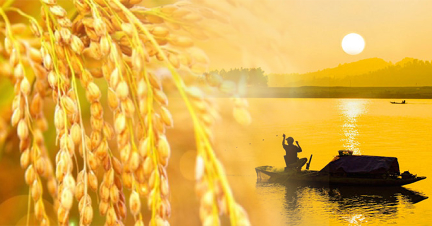 Sông sâu tĩnh lặng, lúa chín cúi đầu